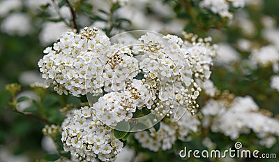 Bridal-wreath Spiraea x vanhouttei, shrub with white flowers Stock Photo